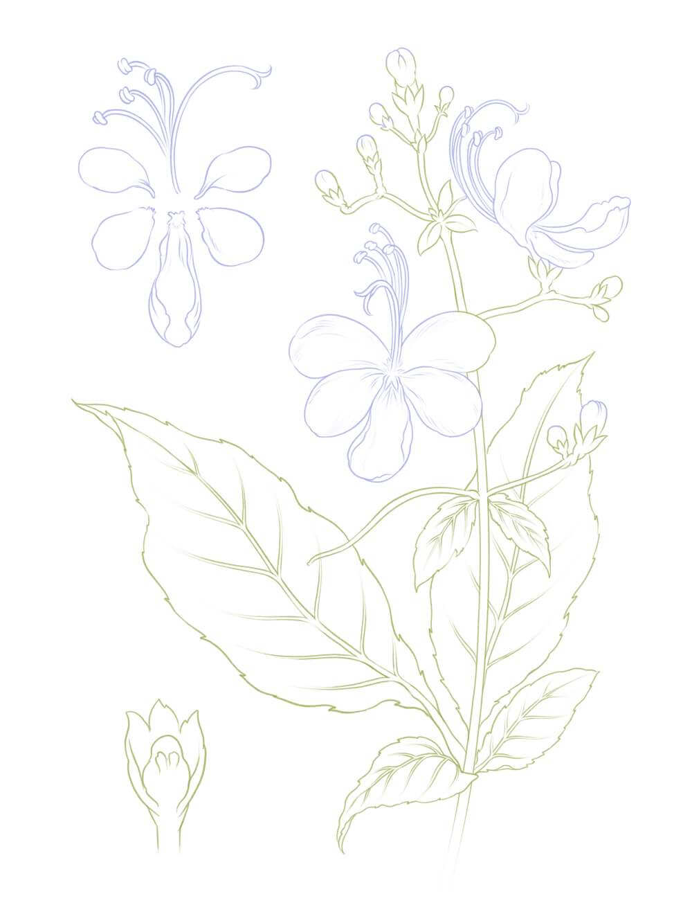 Blue Butterfly