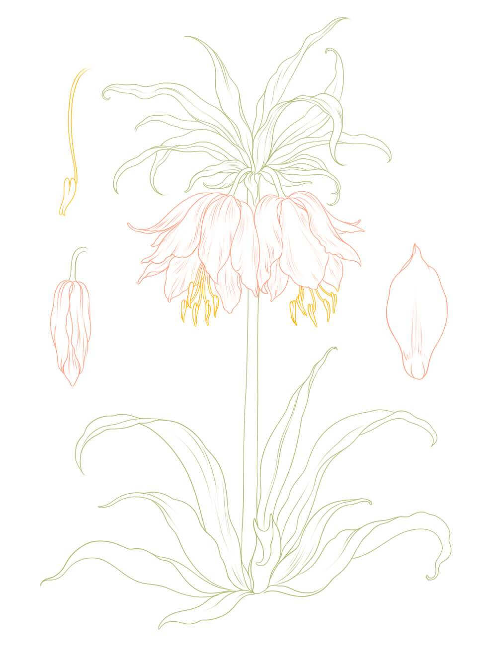 Fritillaria