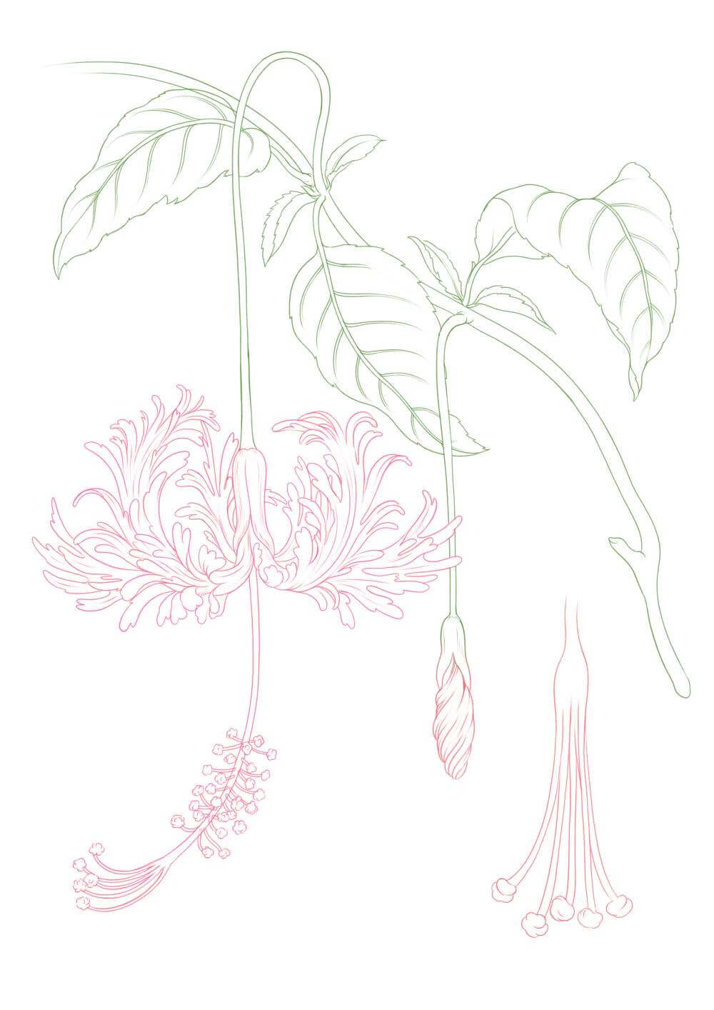 Hibiscus