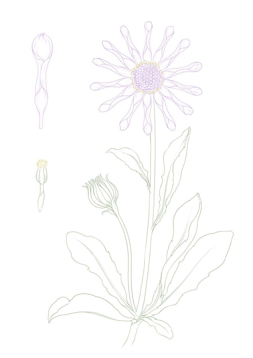 Osteospermum