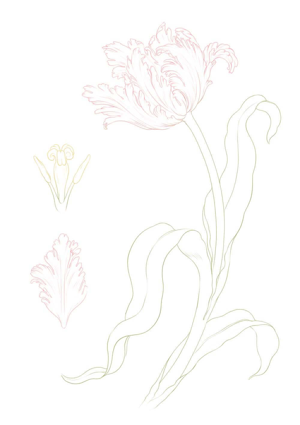 Parrot Tulip