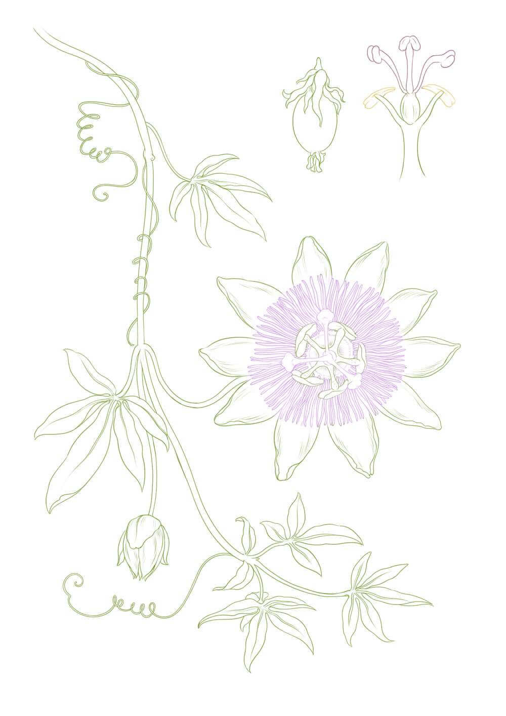 Passiflora